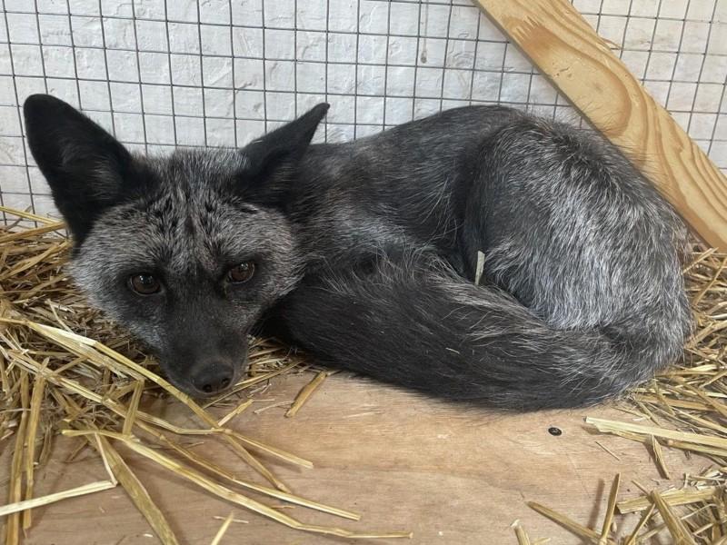 Стаття Власник пішов в армію: зоозахисникам віддали лисицю, яку тримали в квартирі Ранкове місто. Донбас