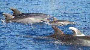 Стаття На пляжі поблизу Одеси помітили зграю дельфінів (відео) Ранкове місто. Донбас