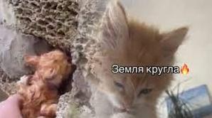 Стаття Херсонське кошеня «помстилося» окупантам за підрив Каховської ГЕС. ВІДЕО Ранкове місто. Донбас