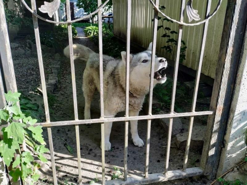 Стаття Собаку треба врятувати: дачниця з Русанівських садів залишила пса у клітці та виїхала закордон! Ранкове місто. Донбас