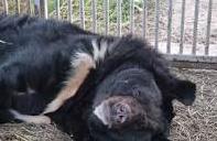 Стаття Пережив окупацію та контузію: ведмедя із Ямпольського зоопарку евакуювали за кордон до нового життя Ранкове місто. Донбас