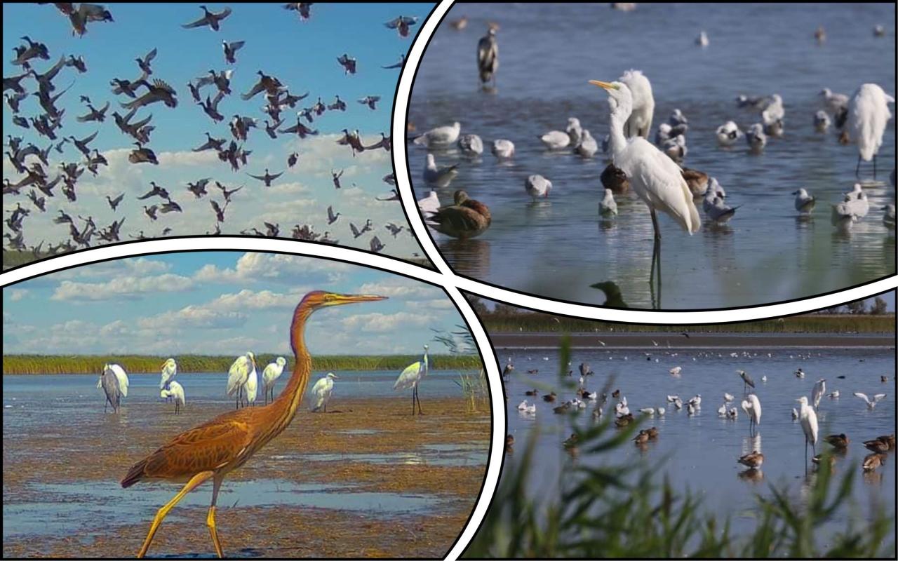 Стаття У Тузлівських лиманах почалася активна міграція птахів (фото) Ранкове місто. Донбас