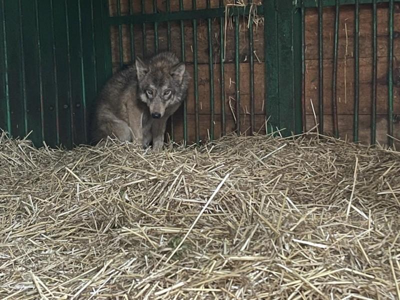 Стаття Придбали песика, а виявилось, що то вовк – як дика тварина втратила шанс на природні умови життя Ранкове місто. Донбас