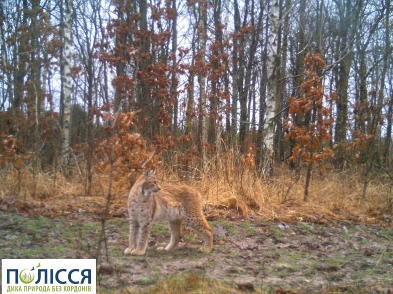 Стаття У Чорнобилі з’явилася тварина, яку екологи не фіксували від минулого століття Ранкове місто. Донбас