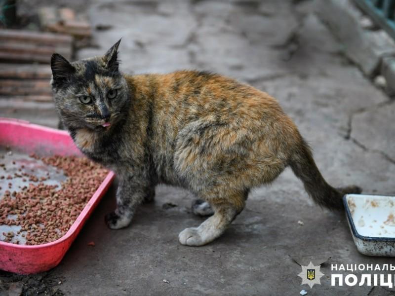 Стаття Дівчина з Броварів надіслала понад 60 кг корму для 50 котів та 18 собак в Оріхові Ранкове місто. Донбас