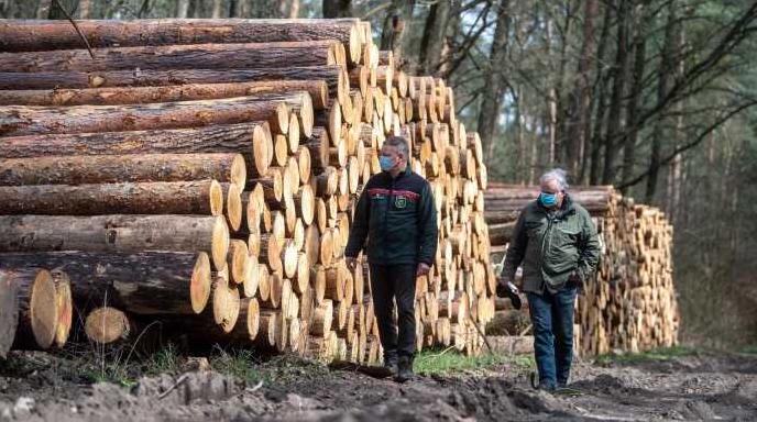 Стаття У Рівненській області звільнили всіх керівників лісгоспів Ранкове місто. Донбас
