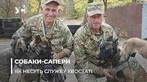 Стаття «Чотирилапі захисники»: як в Одесі готують собак-саперів до роботи на передовій (фото, відео) Ранкове місто. Донбас