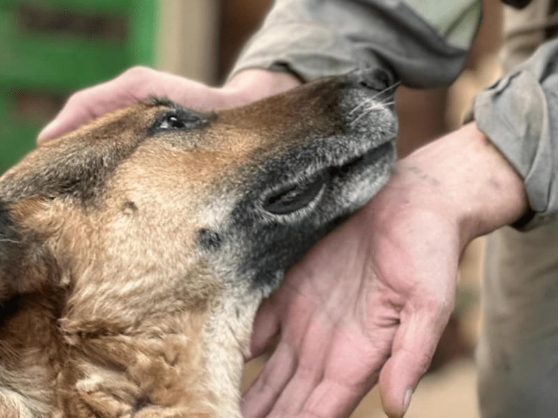 Стаття Символ Каховської трагедії: вівчарка Багіра досі шукає люблячу сім’ю! Ранкове місто. Донбас