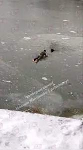 Стаття Житомирянин кинувся у крижану воду, щоб врятувати собаку, яка провалилася в ополонку. ВIДЕО Ранкове місто. Донбас