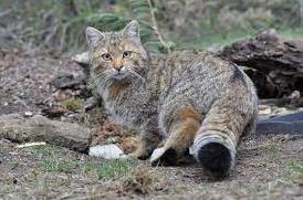 Стаття У лісах Вінниччини збільшилася кількість кота лісового. Що відомо про цю рідкісну тварину? Ранкове місто. Донбас