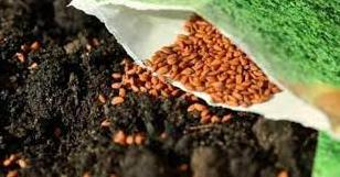 Стаття Від сєвєродончан чекають заявки на безплатне отримання насіння овочів для весняної посівної Ранкове місто. Донбас