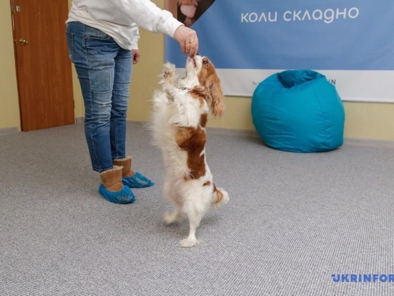 Стаття Терапія за допомогою собак: у столиці запрацював перший центр каністерапії Ранкове місто. Донбас