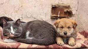 Стаття В Україні дозволили брати домашніх тварин в укриття: стару норму скасовано Ранкове місто. Донбас