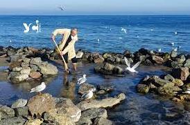 Стаття Острівці, годівниці та кам’яний сад: одеський пенсіонер продовжує будувати пляж для птахів (фото) Ранкове місто. Донбас
