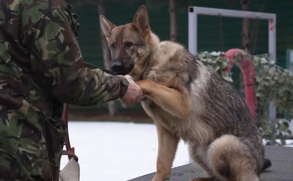 Стаття У колишній резиденції Януковича тренують собак для ЗСУ Ранкове місто. Донбас