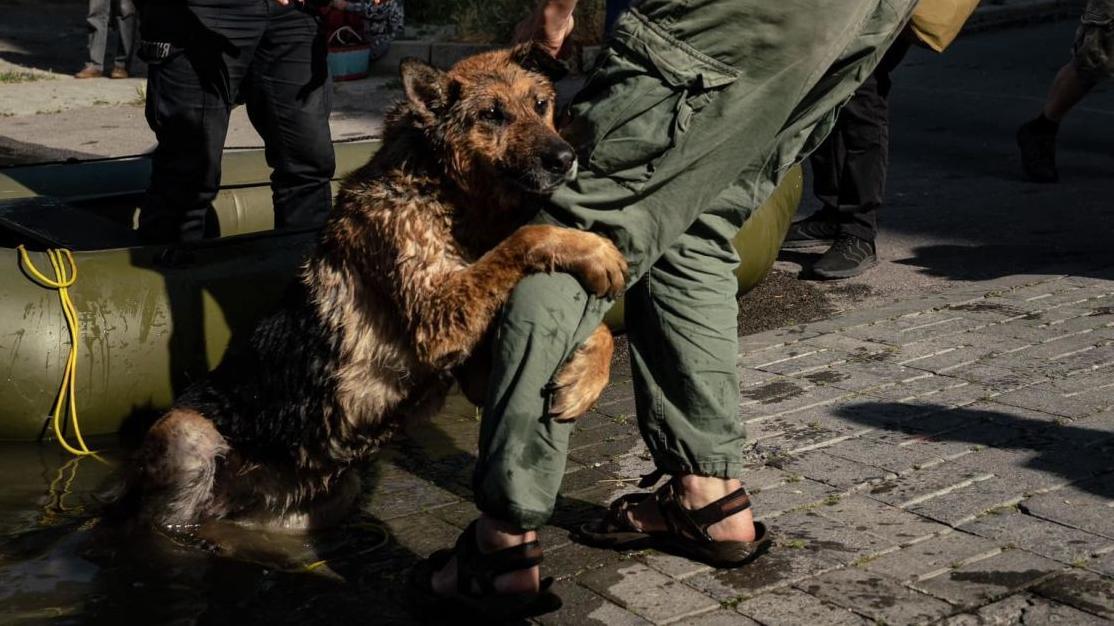 Стаття Собака Багира, яка пережила трагедію на Каховській ГЕС, знайшла нових власників Ранкове місто. Донбас