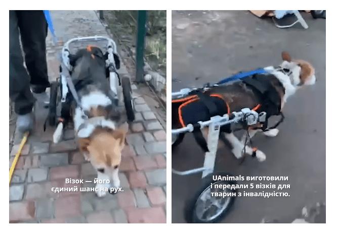 Стаття У притулок на Київщині купили візки для собак з інвалідністю Ранкове місто. Донбас