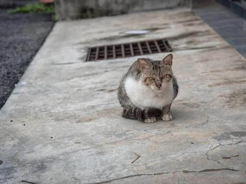 Стаття За решітками загинули кошенята... Ранкове місто. Донбас