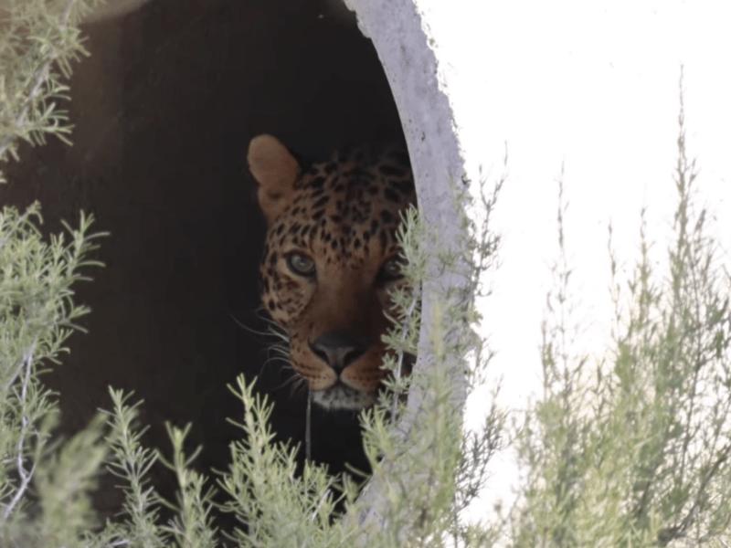 Стаття Був покинутий в окупації: леопард Брейв з Центру порятунку тепер житиме в Іспанії Ранкове місто. Донбас