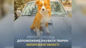 Стаття UAnimals запускає проєкт допомоги тваринам Запорізької області Ранкове місто. Донбас