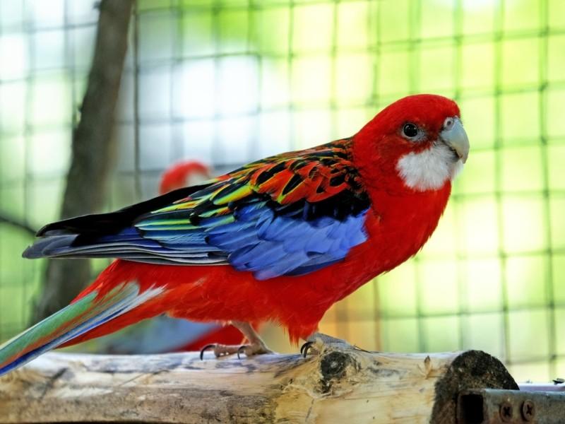 Стаття У Київському зоопарку відкрили новий авіарій — домівку для врятованих птахів. ФОТО Ранкове місто. Донбас