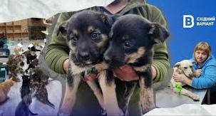 Стаття 304 собаки та 60 котів: як у прифронтовому Мирнограді працює великий притулок для тварин Ранкове місто. Донбас