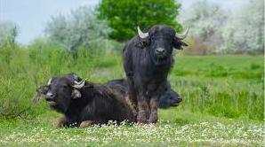 Стаття На дунайському острові оселилися ще 6 водяних буйволиць яких привезли із Закарпаття (фото, відео) Ранкове місто. Донбас