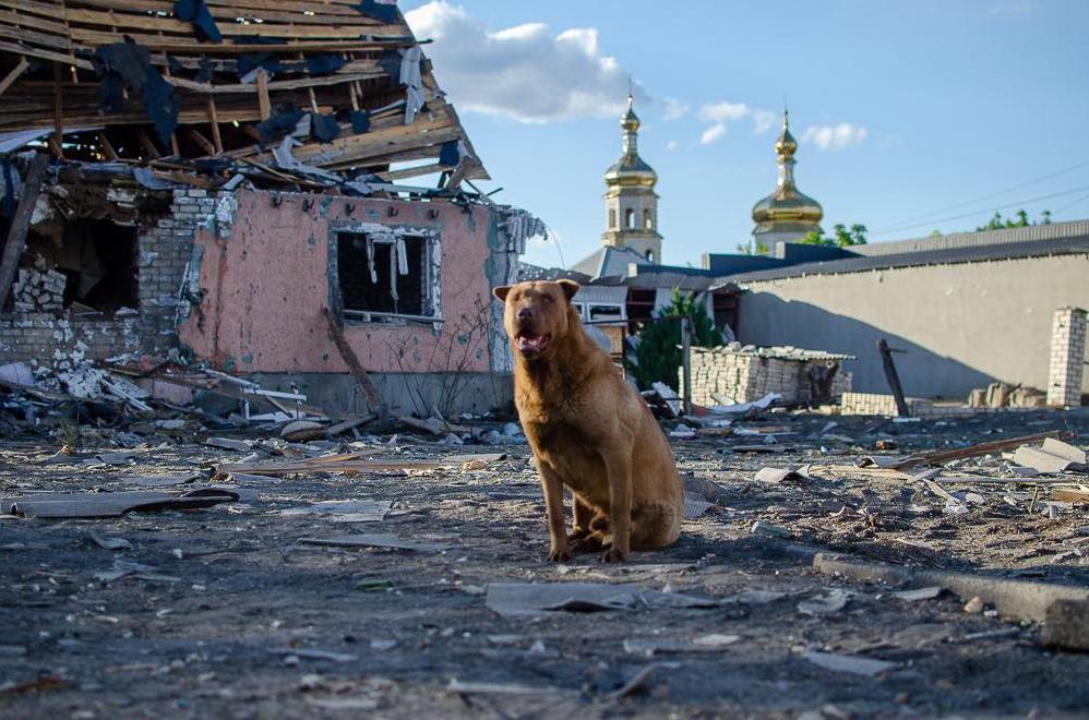 Стаття Уроки вірності від тварин: він залишився сам, після чергового обстрілу не полишає свій дім Ранкове місто. Донбас