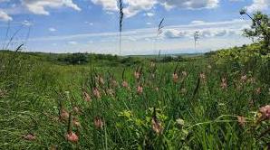 Стаття На Одещині продовжується відновлення Тарутинського степу: степовим різнотрав’ям засіють 250 гектарів Ранкове місто. Донбас