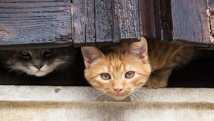 Стаття Чим відрізняється характер кота від кішки, пояснили експерти Ранкове місто. Донбас