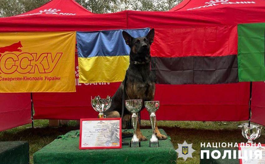 Стаття Столичний пес Базз тепер кращий собака з пошуку вибухівки Ранкове місто. Донбас