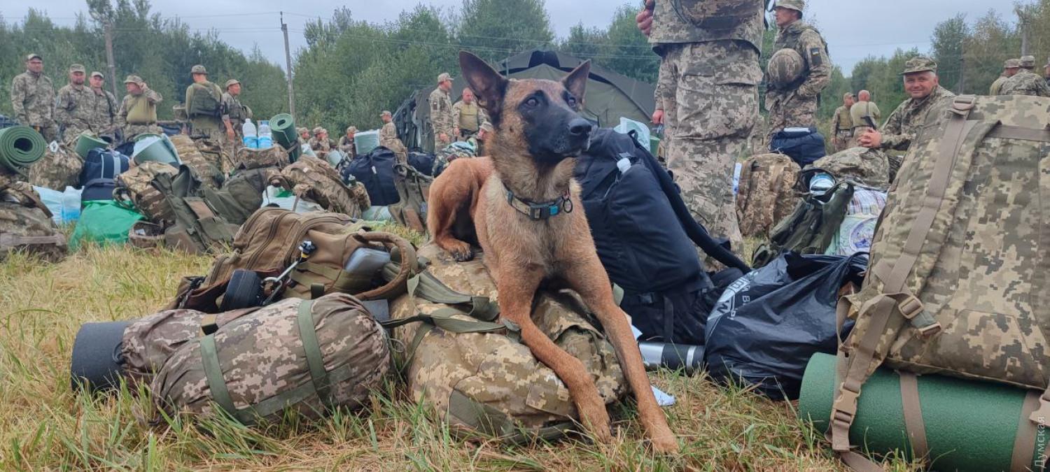 Стаття Справжня дружба: одесит пішов служити на фронт разом зі своїм собакою Ранкове місто. Донбас