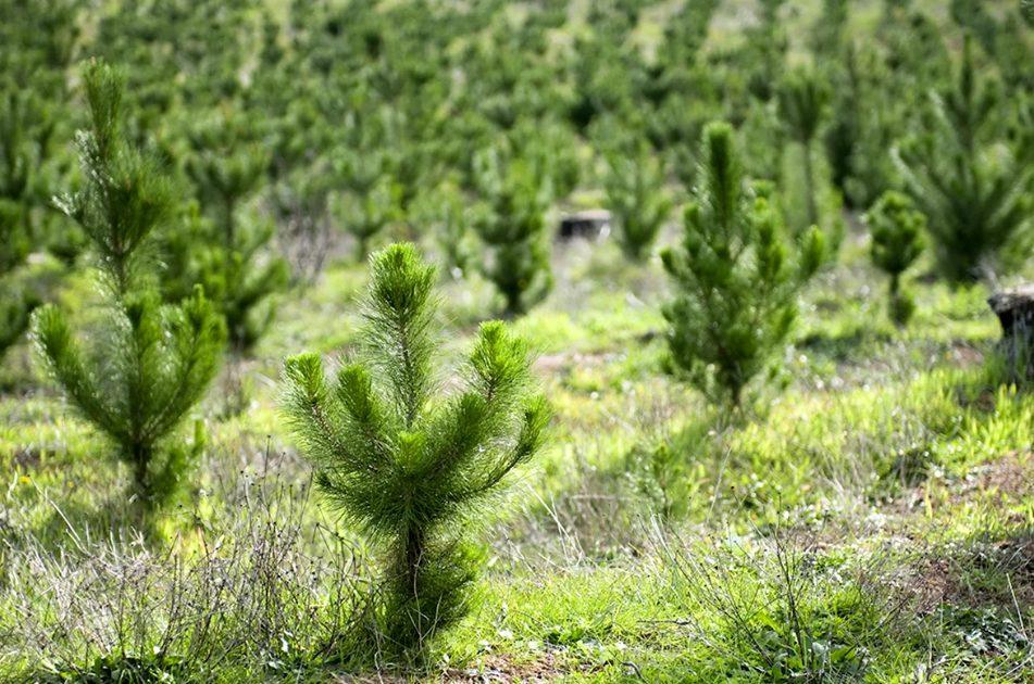 Стаття До кінця 2024 року в Одеській та Миколаївській областях з’явиться 4,7 тисячі гектарів нових лісів Ранкове місто. Донбас